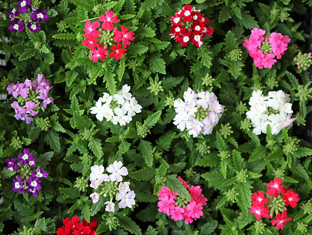 Mixed Climbing Verbena Flower Seeds – Heirloom, Non-GMO, High Germination Seeds