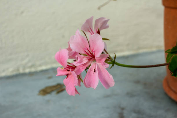 Seltene rosa Pelargonium Peltatum Blumensamen – alte Sorte, gentechnikfrei, hohe Keimrate, Bio-Gartensamen zum Pflanzen