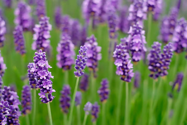 English Lavender Seeds – Heirloom, Non-GMO, Organic Garden Seeds