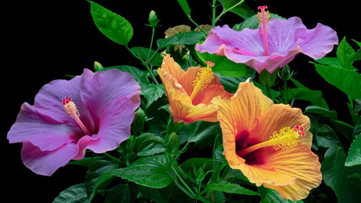 Mixed Lantern Hibiscus Flower Seeds – Heirloom, Non-GMO, High Germination Seeds