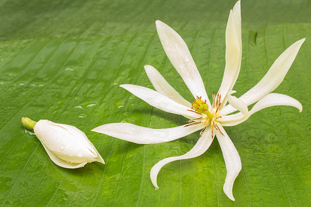 Michelia Flower Seeds – Heirloom, Non-GMO, High Germination Seeds