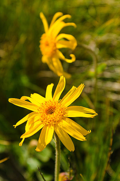 Arnica Montana Herb Plant Seeds – Heirloom, Non-GMO, High Germination Seeds