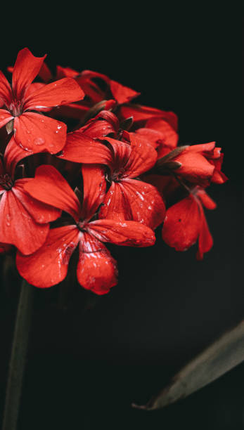 Red Pelargonium Flower Seeds – Heirloom, Non-GMO, High Germination Seeds for Planting
