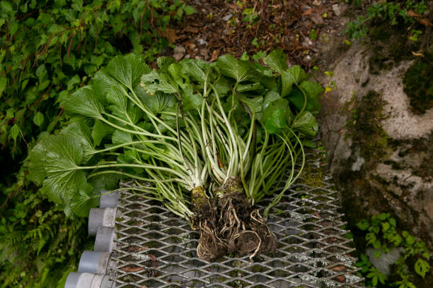 Sawa Wasabi Seeds – Heirloom, Non-GMO, Organic Garden Seeds High Germination Rate