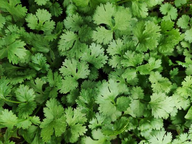 Cilantro Coriander Herb Seeds for Planting – Heirloom, Non-GMO, High Germination Seeds