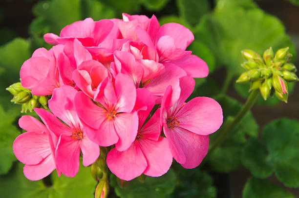 Pink Blooming Geranium Flower Seeds – Heirloom Non-GMO High Germination Organic Seeds