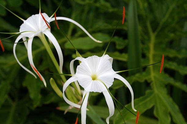 Perennial Amaryllis Flower Seeds – Heirloom, Non-GMO, High Germination Seeds