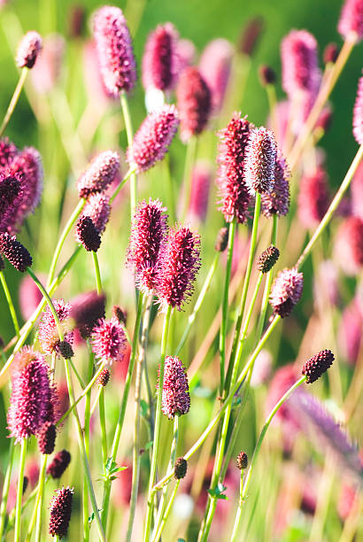 Mixed Sanguisorba Flower Seeds – Heirloom, Non-GMO, High Germination Seeds