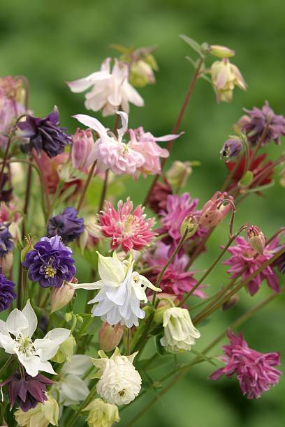 Mixed Double Aquilegia Flower Seeds – Heirloom, Non-GMO Garden Seeds