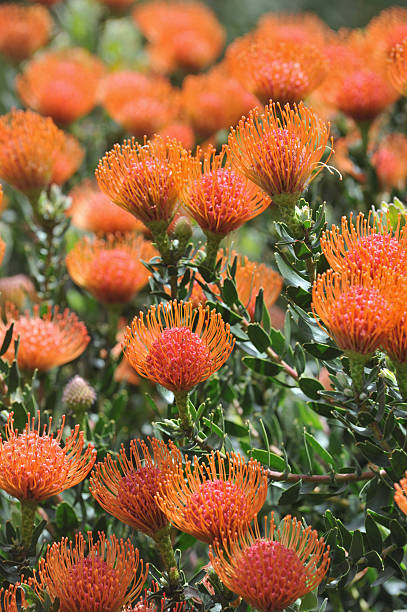 Orange Protea Flower Seeds – Heirloom, Non-GMO, High Germination Seeds