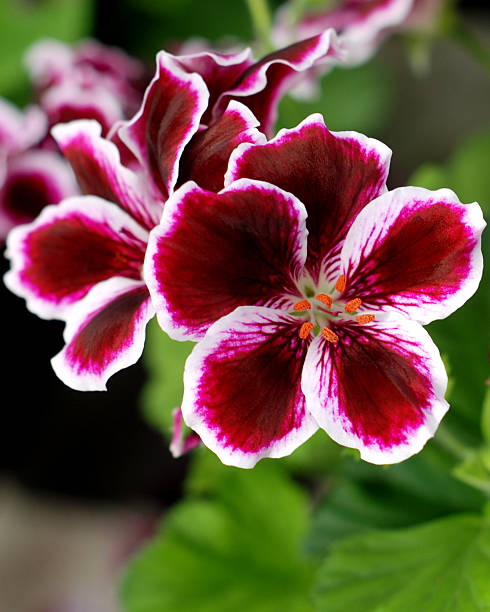Semillas de geranio color blanco granate – De herencia, sin OGM, semillas de alta germinación
