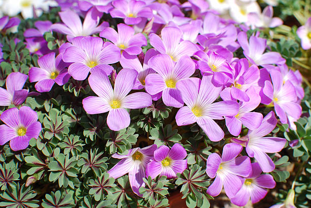 Oxalis Laciniata Flower Seeds – Heirloom, Non-GMO, High Germination Seeds