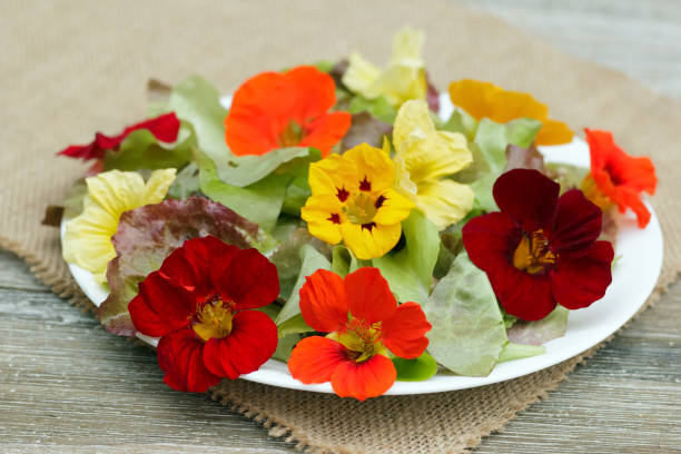 Mixed Nasturtium Flower Seeds – Heirloom, Non-GMO, High Germination Seeds
