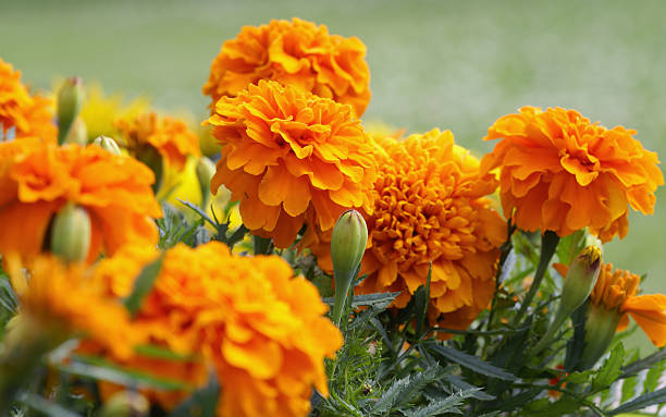 Orange Marigold Flower Seeds – Heirloom, Non-GMO, High Germination Seeds
