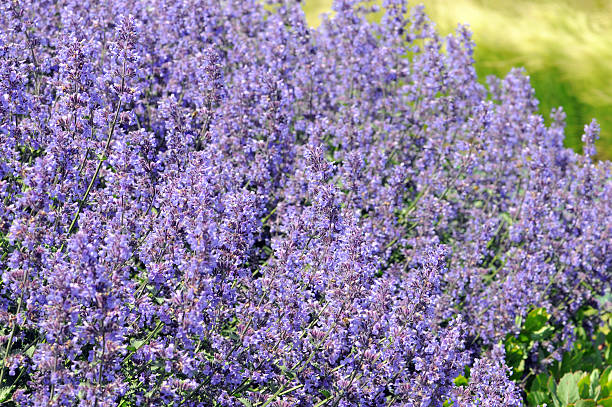 Persian Catmint (Nepeta mussinii) Seeds for Planting – Heirloom, Non-GMO Organic Garden Seeds