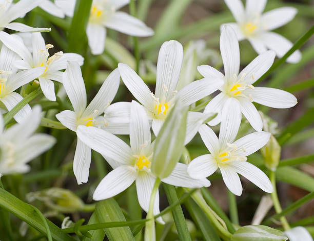 White Ornithogalum Flower Seeds – Heirloom, Non-GMO, High Germination Seeds