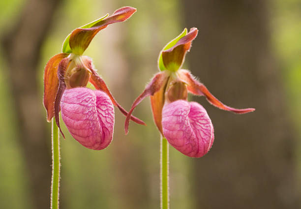 Lady Slipper Flower Seeds Pink – Heirloom, Non-GMO, High Germination Seeds