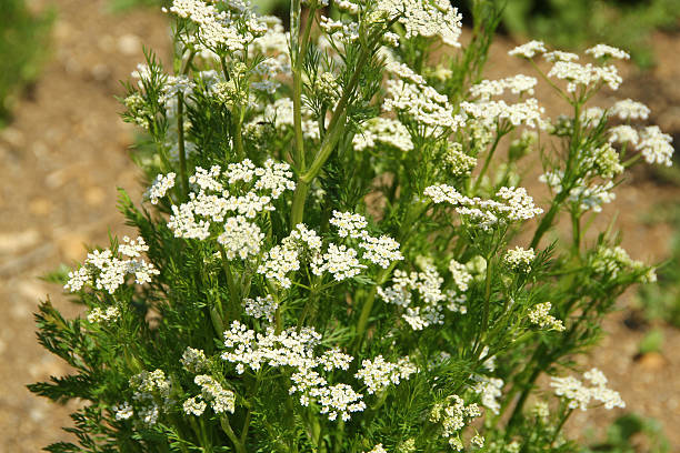 White Caraway Plant Seeds for Planting – Heirloom Non-GMO High Germination Organic Garden Seeds