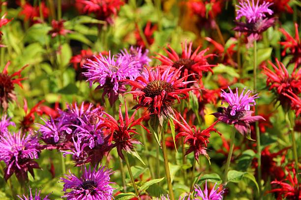 Monarda Didyma Flower Seeds – Heirloom, Non-GMO, High Germination Seeds
