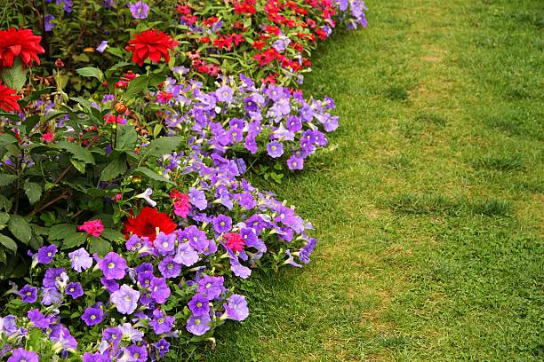 Mixed Verbana Flower Seeds – Heirloom, Non-GMO, High Germination Seeds