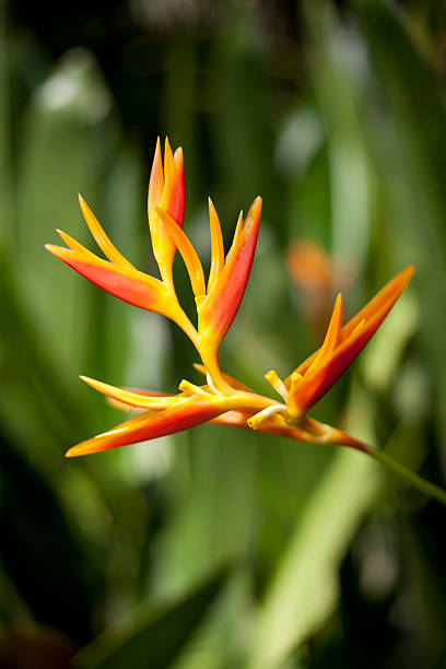 Orange Heliconia Flower Seeds – Heirloom, Non-GMO, High Germination Seeds