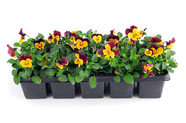 Mixed Pansy Flower Seeds – Heirloom, Non-GMO, High Germination Seeds