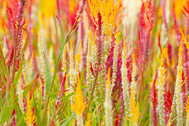 Mischung Celosia Spicata Blumensamen – Alte Sorte, gentechnikfrei, hohe Keimfähigkeit