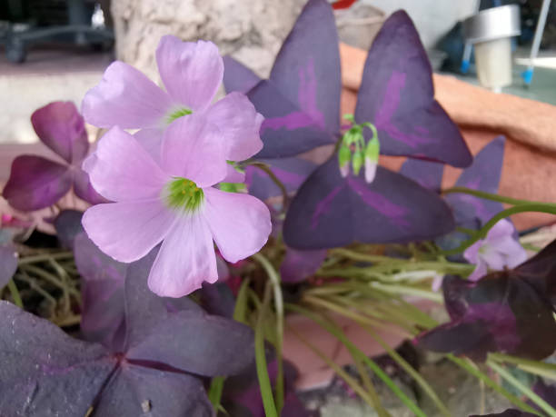 Gemischte Buntblättrige Sauerklee Blumensamen Alte Sorte Gentechnikfrei Hohe Keimrate Bio Garten Samen zum Pflanzen