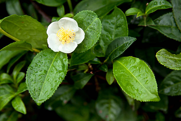 Camellia sinensis Flower Seeds – Heirloom, Non-GMO, High Germination Seeds for Planting