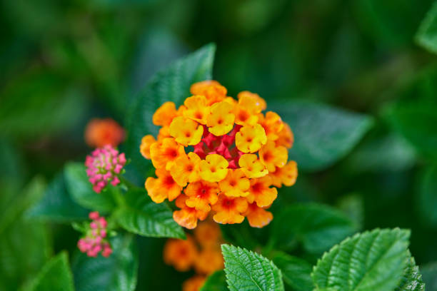 Orange Lantana Flowers Seeds – Heirloom, Non-GMO, High Germination Seeds