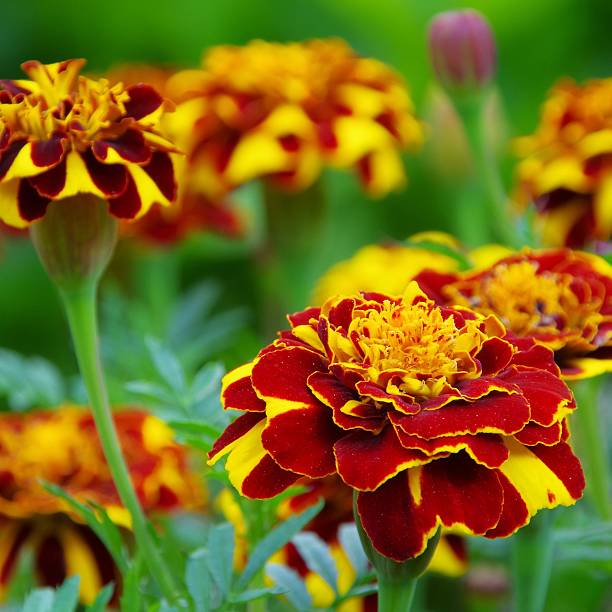 Maroon Yellow Marigold Flower Seeds – Heirloom, Non-GMO, High Germination Seeds