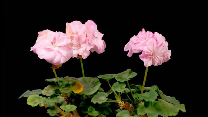 Light Pink Pelargonium Flower Seeds – Heirloom, Non-GMO, High Germination Seeds