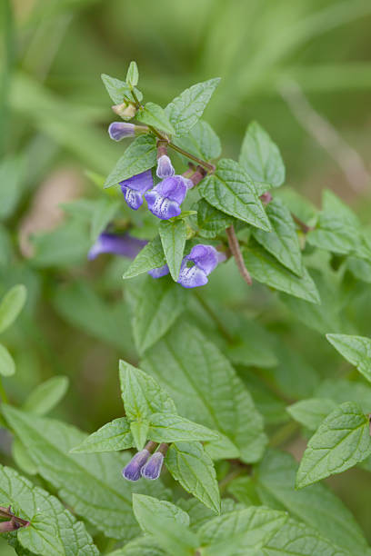 Scutellaria Lateriflora Seeds – Relaxing Herb Heirloom Non-GMO Seeds for Planting | High Germination Organic Garden Seeds
