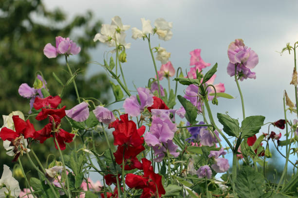 Mischung aus Lathyrus Odoratus Blumensamen – Alte Sorte, gentechnikfrei, hohe Keimfähigkeit