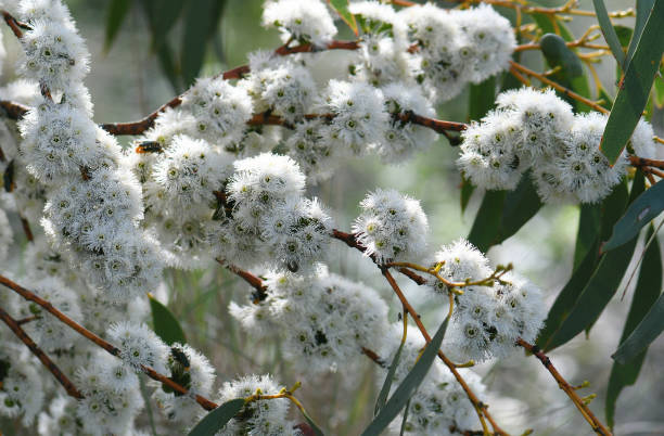 Green Snow Gum Seeds (Eucalyptus Pauciflora) – Heirloom, Non-GMO, High Germination Seeds for Planting