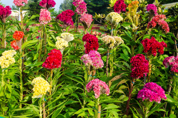 Mix Cockscomb Flower Seeds – Heirloom, Non-GMO, High Germination Seeds