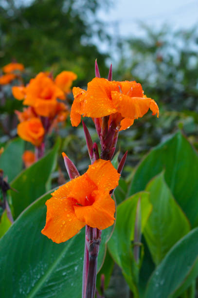 Orange Pretoria Flower Seeds – Heirloom, Non-GMO, High Germination Seeds