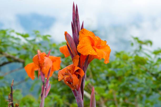 Orange Pretoria Flower Seeds – Heirloom, Non-GMO, High Germination Seeds