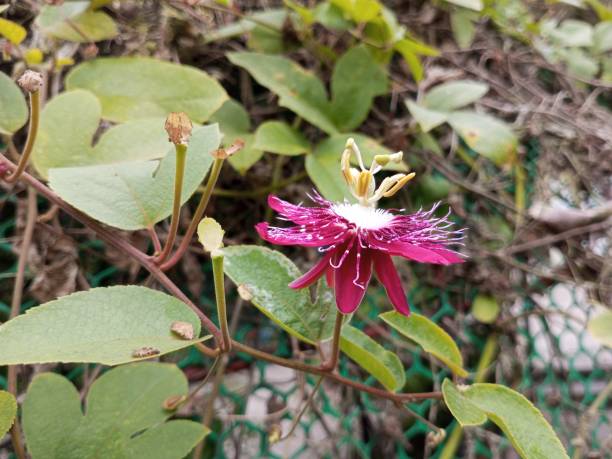 Passion Flower Seeds Red – Heirloom, Non-GMO, High Germination Seeds