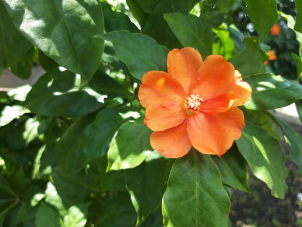 Semillas de flor de Pereskia naranja – Herencia, no transgénicas, alta germinación, semillas de jardín orgánicas para plantar