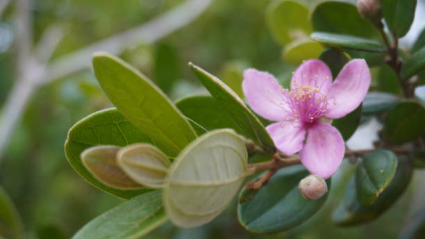 Myrtle Flower Seeds Pink – Heirloom, Non-GMO, High Germination Seeds