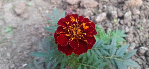 Maroon Marigold Flower Seeds – Heirloom, Non-GMO, High Germination Seeds