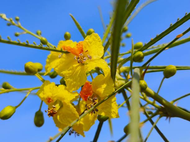 Parkinsonia Flower Seeds – Heirloom, Non-GMO, High Germination Seeds