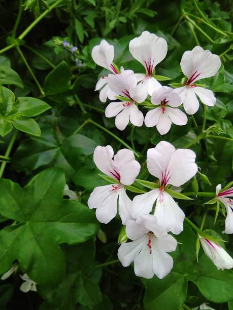 White Pelargonium Geranium Flower Seeds – Heirloom, Non-GMO, High Germination Seeds