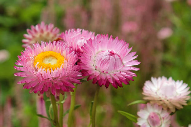Pink Helichrysum Flower Seeds – Heirloom, Non-GMO, High Germination Seeds