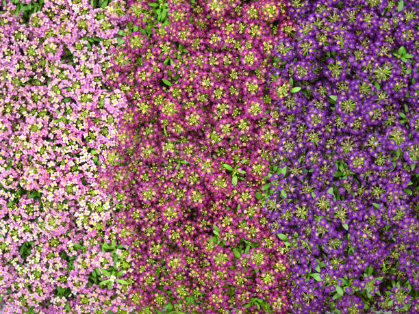 Mixed Aubrieta Flower Seeds – Heirloom, Non-GMO, High Germination Seeds