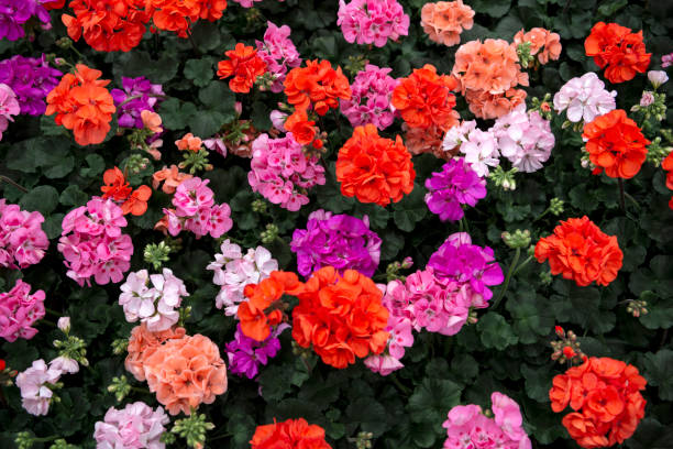 Pelargonium Geranium Blumensamen – Alte Sorte, gentechnikfrei, hohe Keimrate, Bio-Gartensamen zum Pflanzen