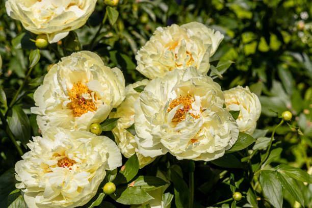 Perennial Peony Flower Seeds Yellow – Heirloom, Non-GMO, High Germination Seeds