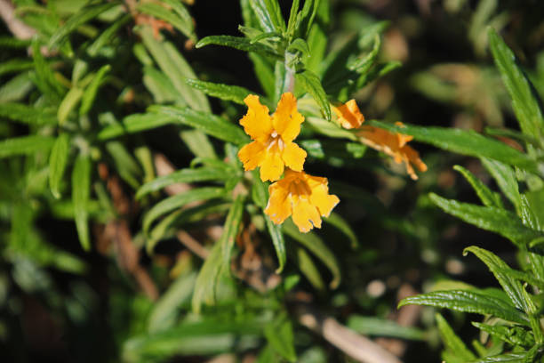 Semillas de flores de Mimulus Naranja – Heirloom, No-GMO, Semillas de alta germinación