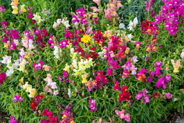 Gemischte Antirrhinum-Blumensamen – Alte Sorte, gentechnikfrei, keimstark
